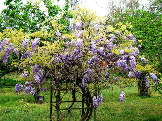 Wisteria sinensis